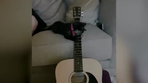 Cute Black Cat Plays Guitar