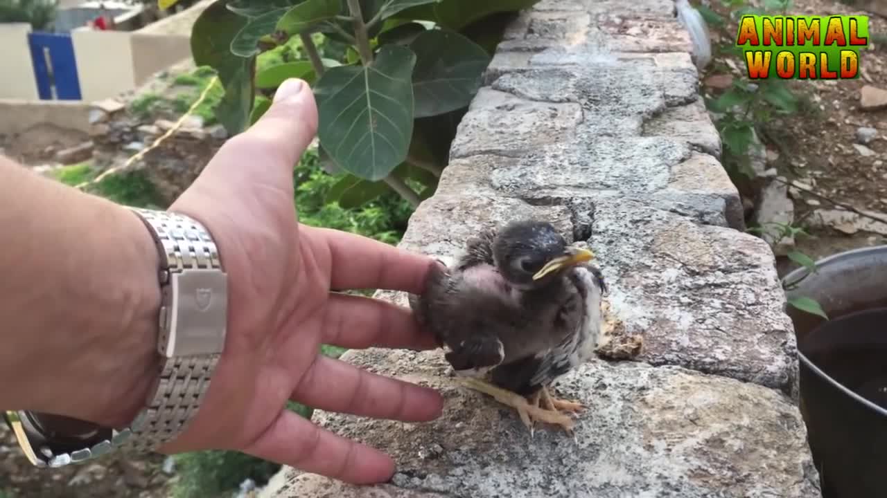 Baby bird feeding and raising / How to feed a baby bird 2022