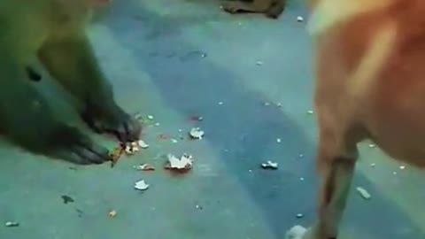 DOG VS MONKEYS STREET