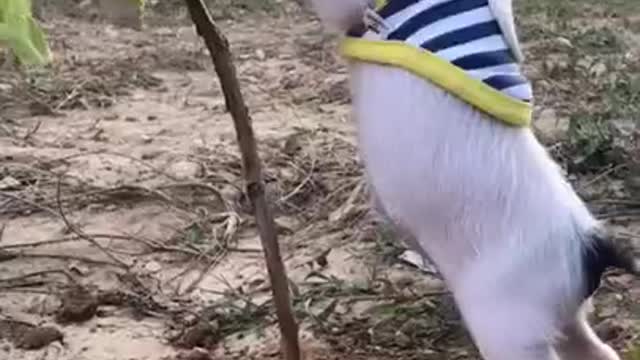 Funny baby animals videos 1