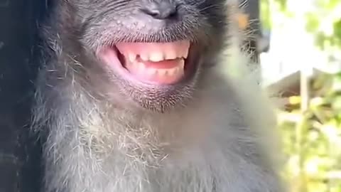 Funny video crazy monkey