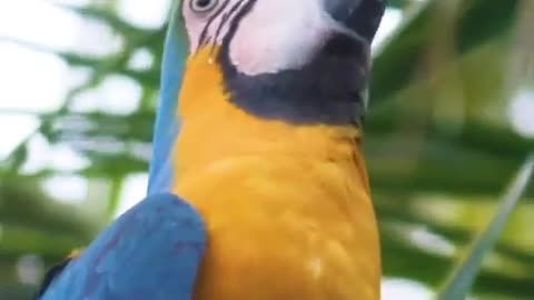 Very handsome parrot and his pay is even better.