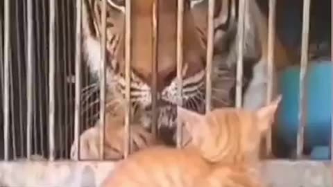 News Break: Cats