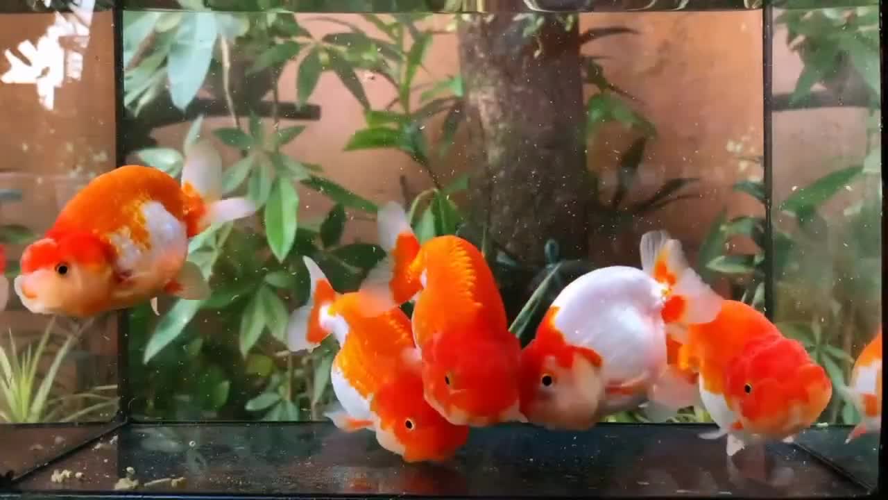 Wow super beautiful goldfish in tank-16