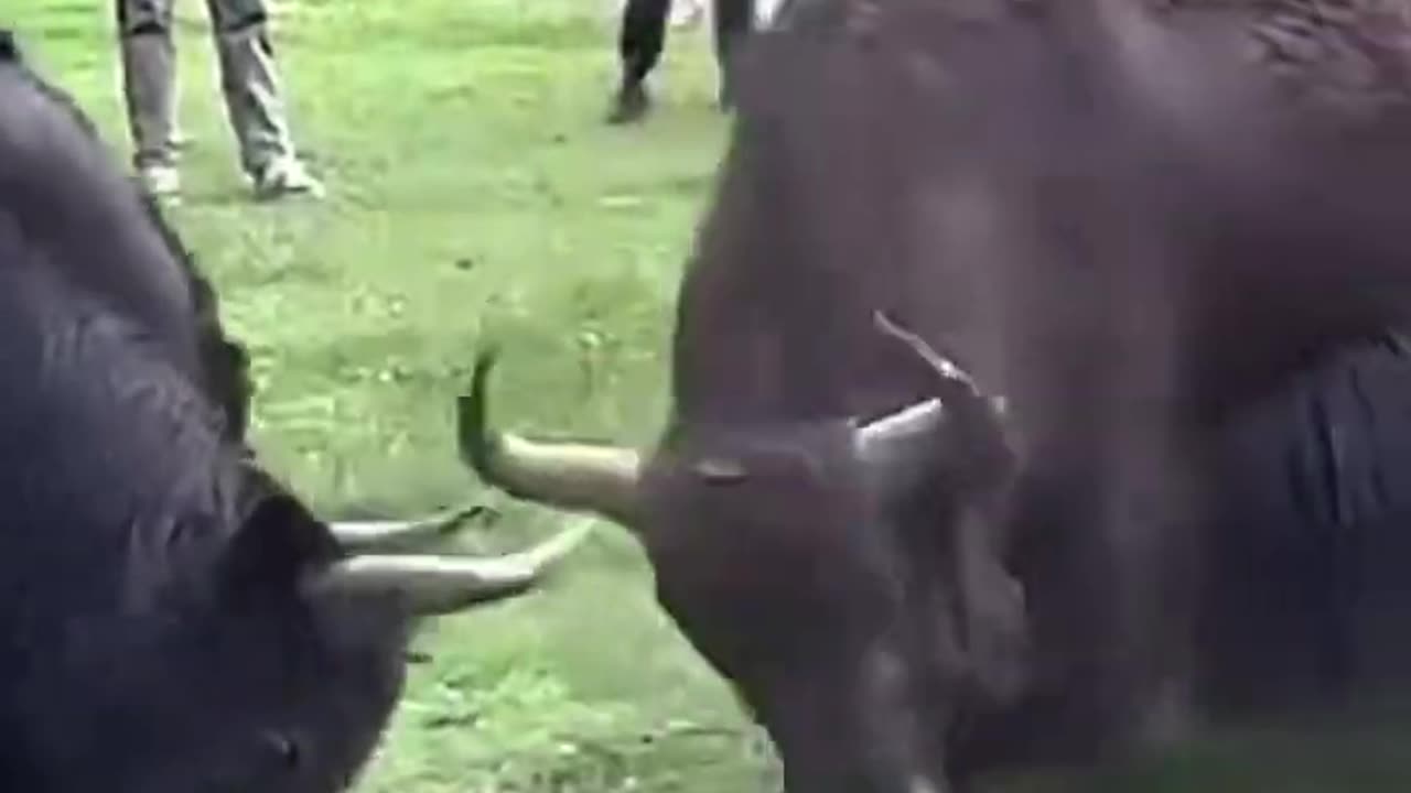 TWO ANGRY Black Yak Fight Dangerously - unstoppable #yak #tibet #tranding #shorts #shortvideo #fight