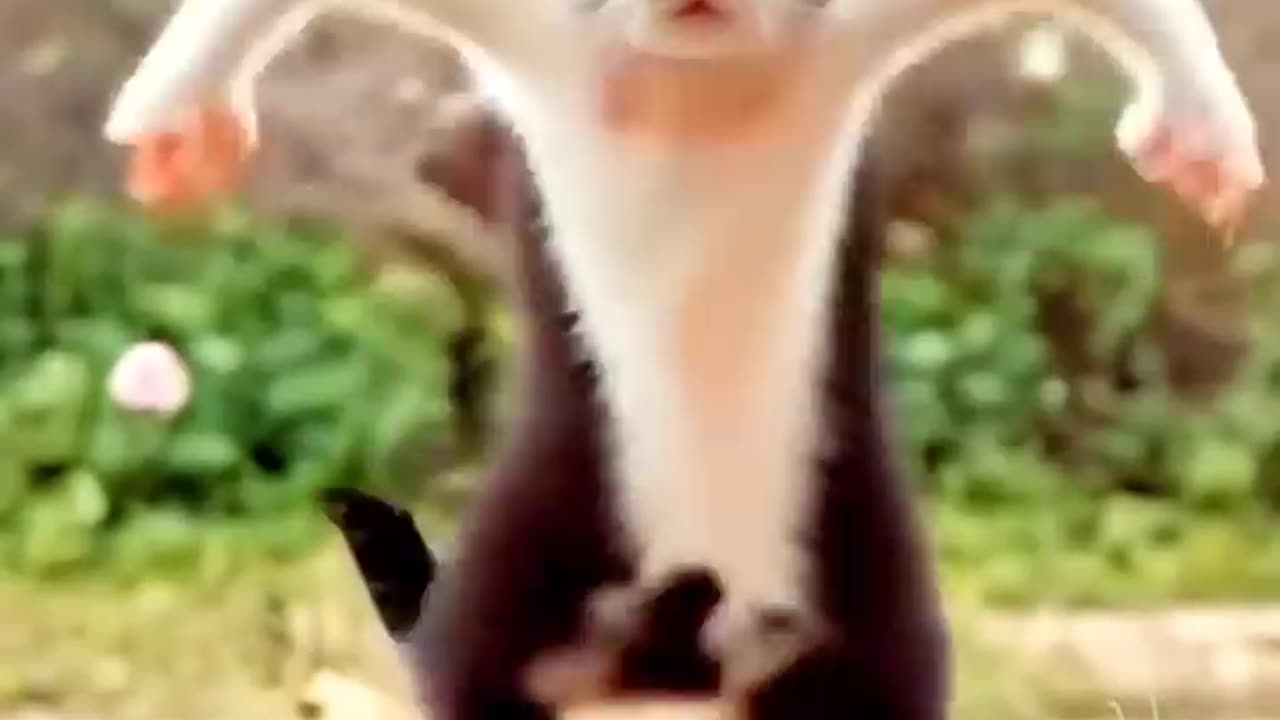 Funny animal video