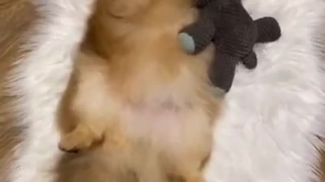 They are so cute dogs. I love them so much.