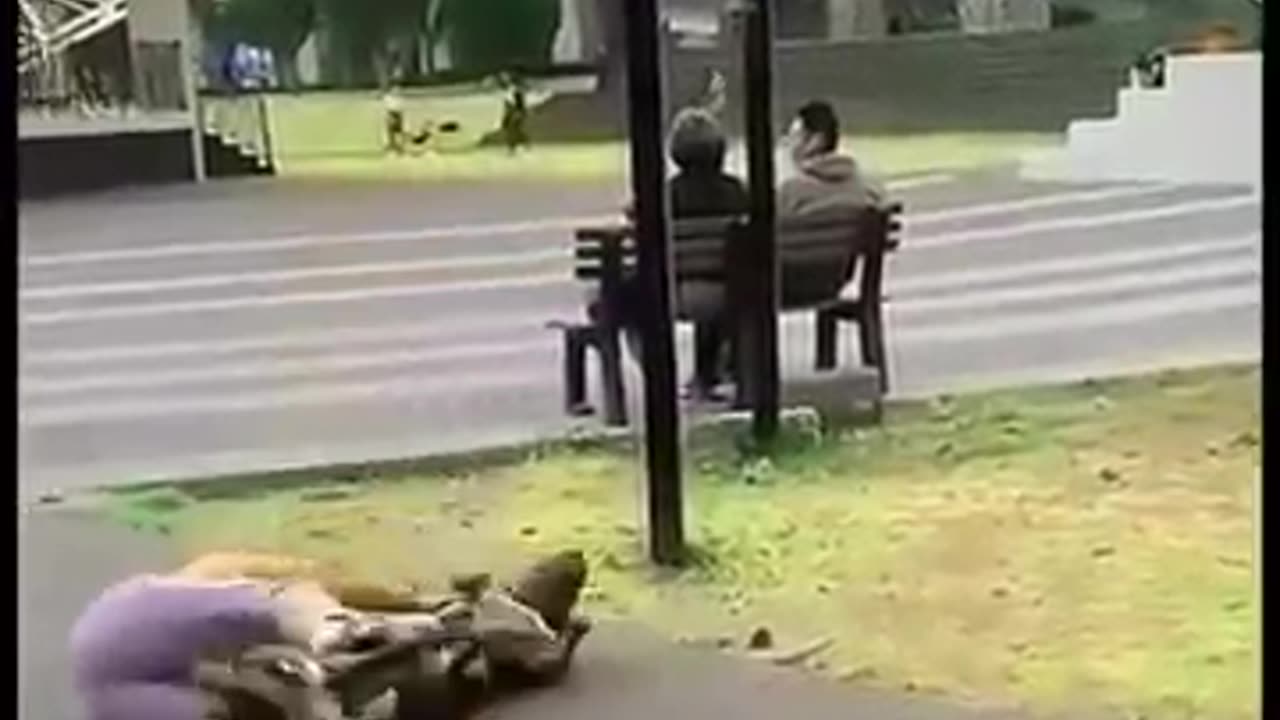 Funny pet's action