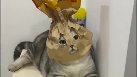 I'm supercat