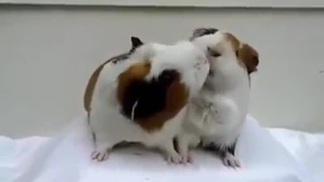 funny guinea pigs