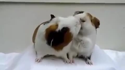 funny guinea pigs