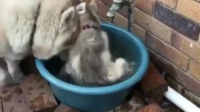 Two dogs who like water, one for drinking and one for bathing