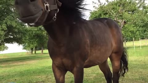 Horse under the tree feeling uneasy!