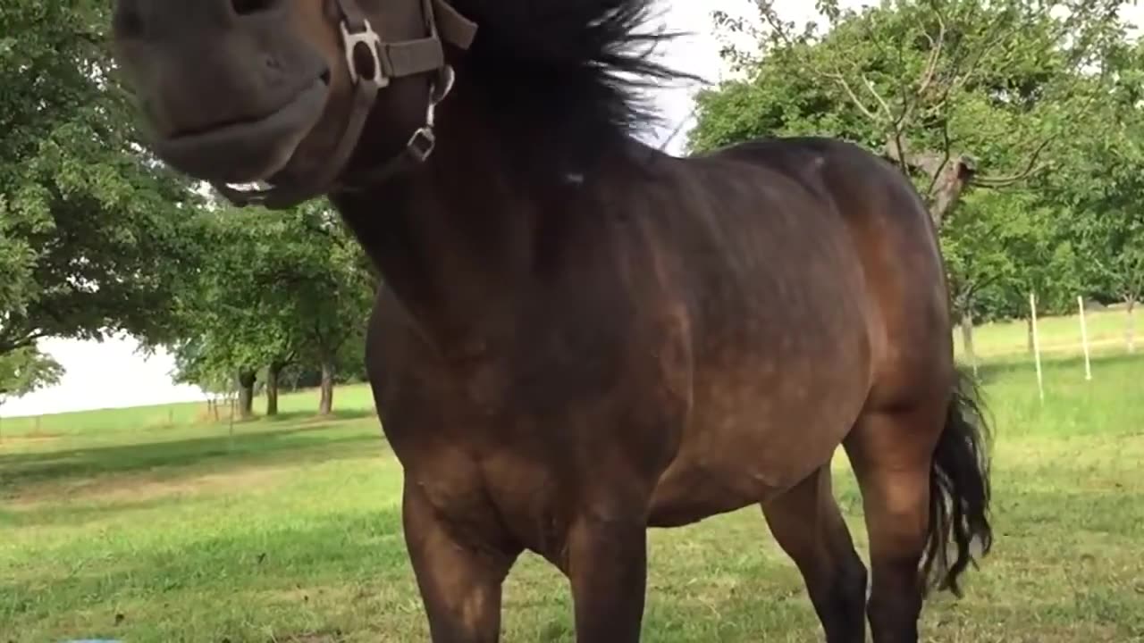 Horse under the tree feeling uneasy!