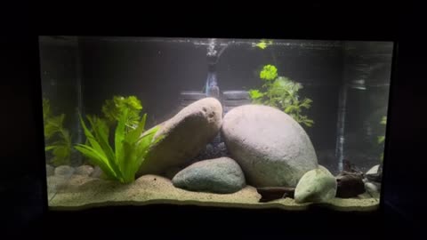 Easy aquascape