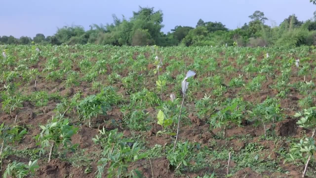 Cashew Cultivation and Cashew Nut Harvesting in My Village-15