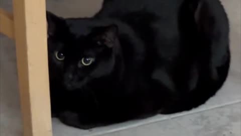 Adopting a Cat from a Shelter Vlog - Cute Precious Piper is a Sweet Under the Chair Loaf #shorts