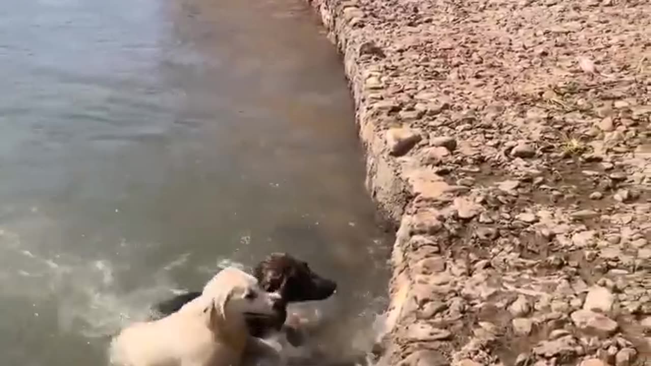 The dog saved the drowning dog #shorts #shortvideo #video #virals #videoviral