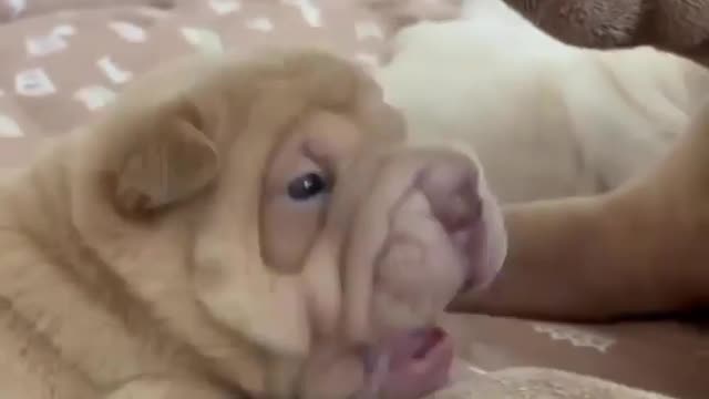 Come on mom, pet me! 😍❤️