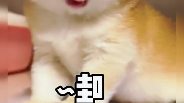 Wawawawawawa#pet #cat #fyp #foryou #cute