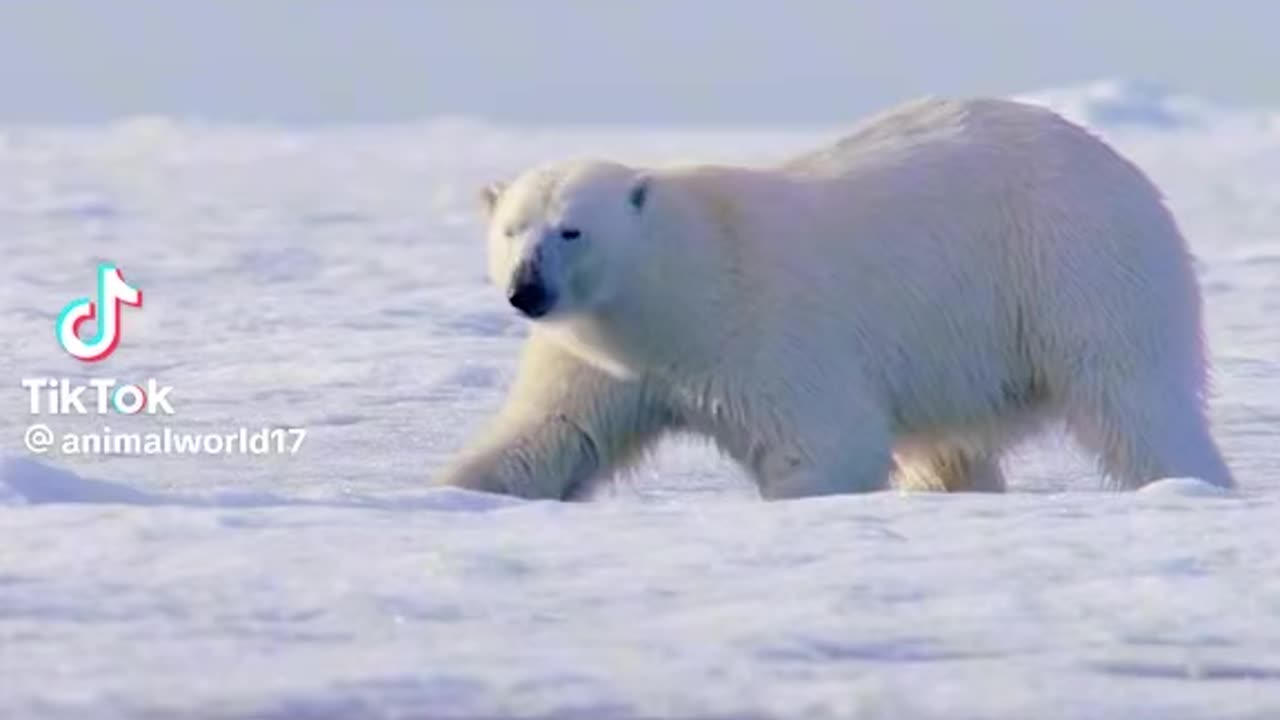 polar bear