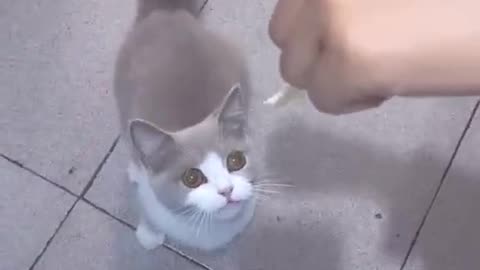 Greedy cat