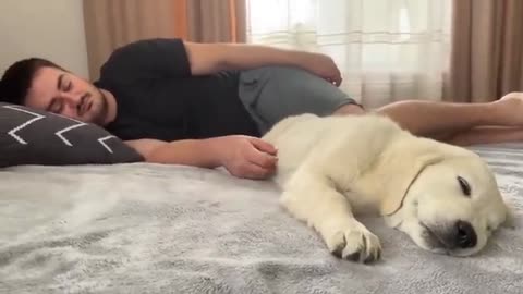 Golden Retriever Puppy Wakes Up Owner [Cutest Alarm Clock Ever]