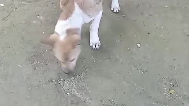 Dogs video