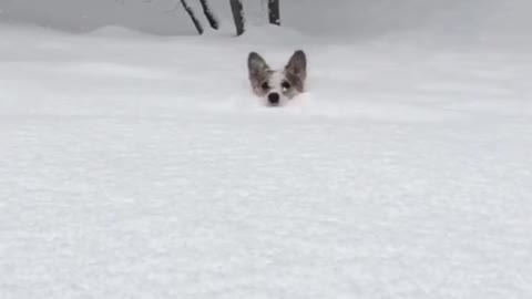 The puppy is running in the snow.