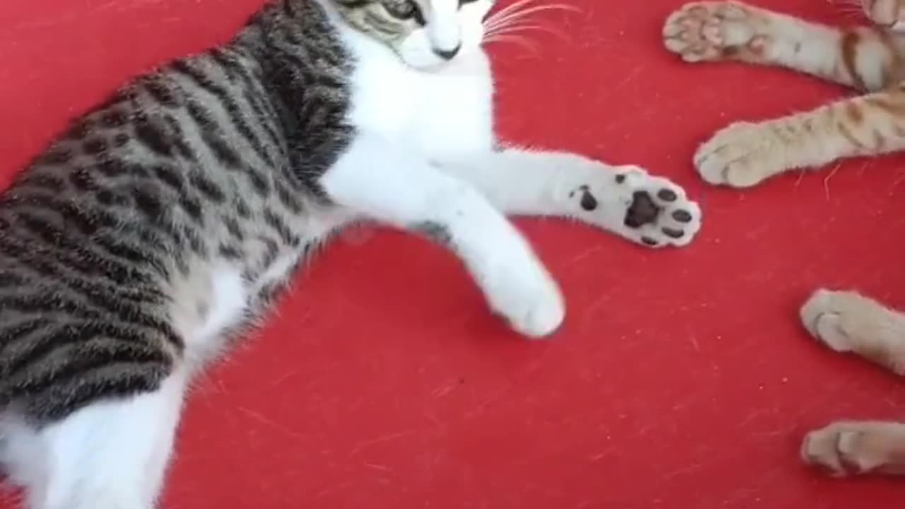 Funny 😂🤣 Cat's