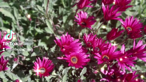 Stop and smell the flowers