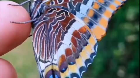 Dragon Caterpillars Became butterflies!