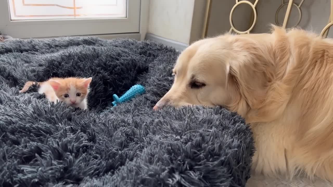 Tiny Kitten Reacts to Golden Retriever