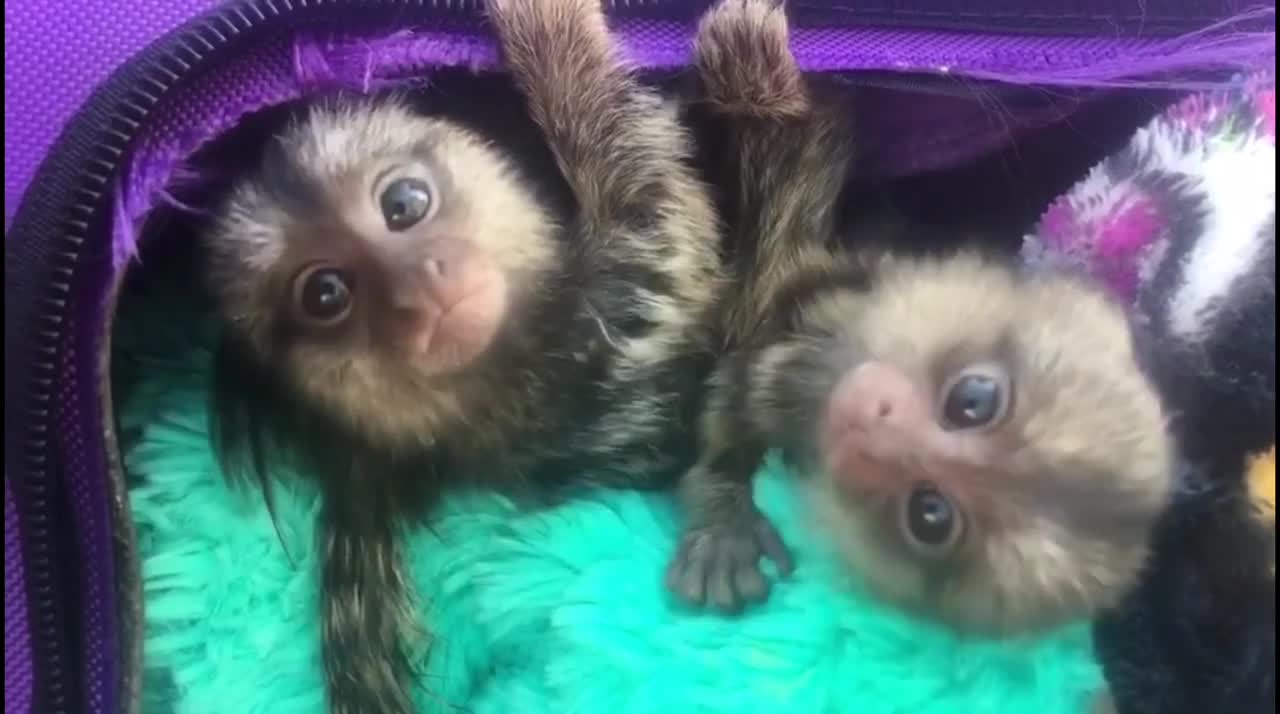 FINGER MONKEY - Cute and Funny Video Of Common Marmoset Monkey 2021