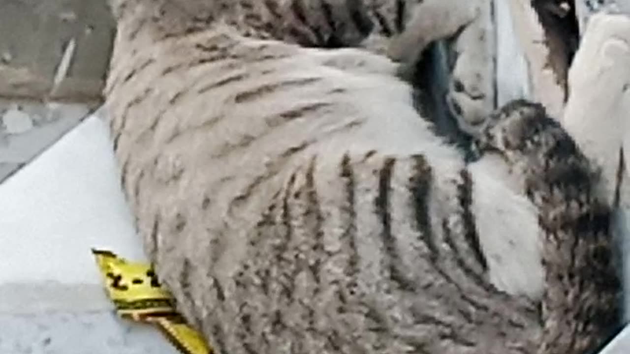 Hungry cat