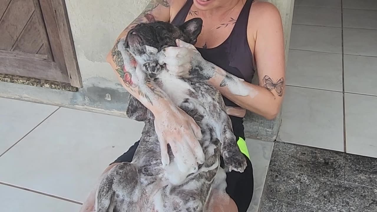 Dora the Bulldog Taking a Bath