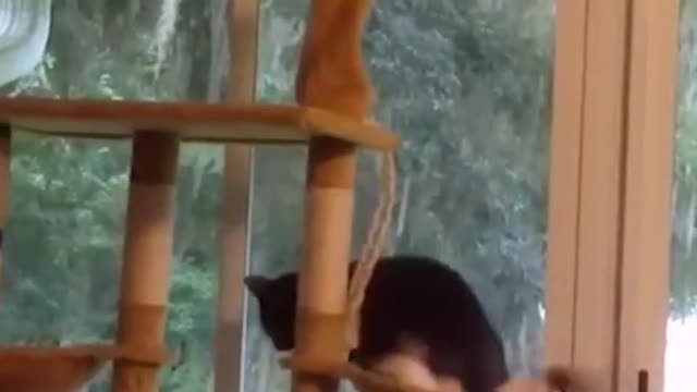 Funny Animals videos #Short #puppy #firstshortvideo
