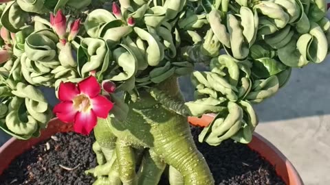 Beautiful adenium plant