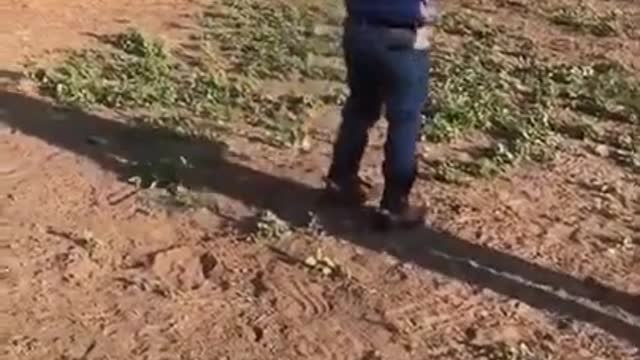 Guy Falls Off Cow as They Start Running While He Rode on Them