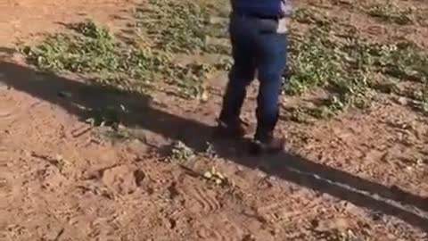 Guy Falls Off Cow as They Start Running While He Rode on Them