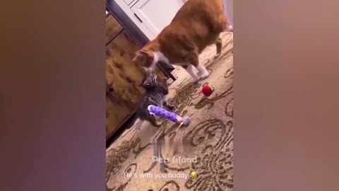Trending Animal Videos - Funniest Cats and Dogs 2023