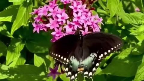 রঙিন প্রজাপতি # 2 # Colurful Butterfly # 2