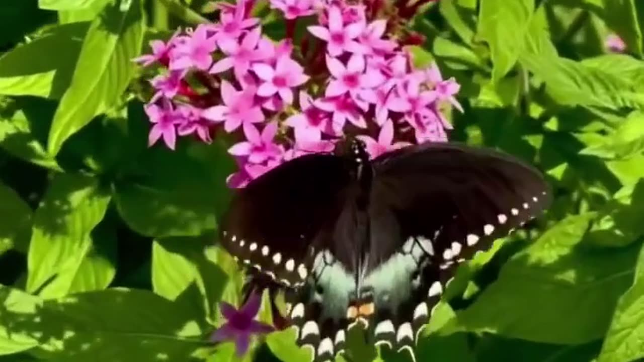 রঙিন প্রজাপতি # 2 # Colurful Butterfly # 2