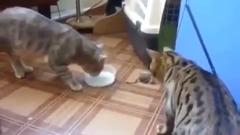 two cars fighting for milk