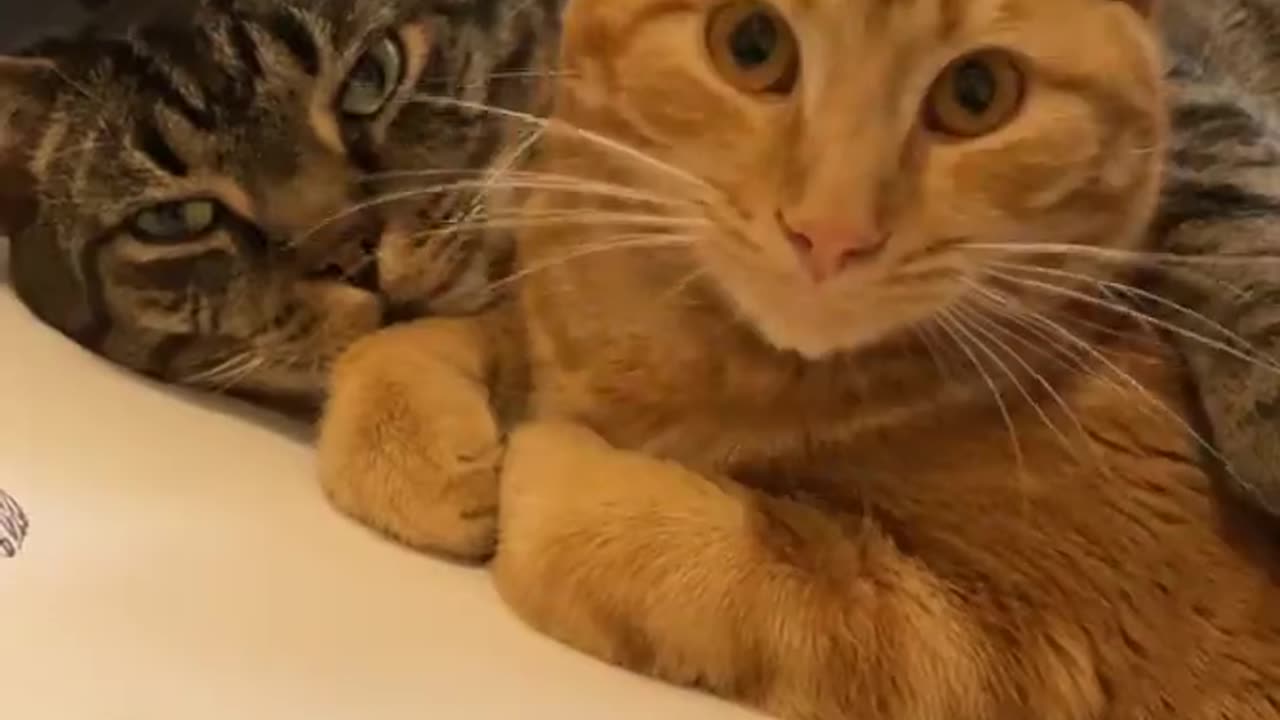 Two Cute Cats Cuddle