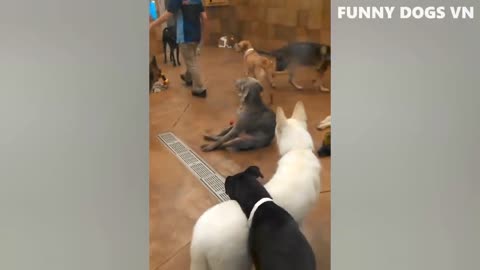 Funniest Animals Video - Funny Dogs And Cats - Try Not To Laugh Animals 2022