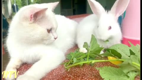 the cat sees and accompanies the rabbit who is eating