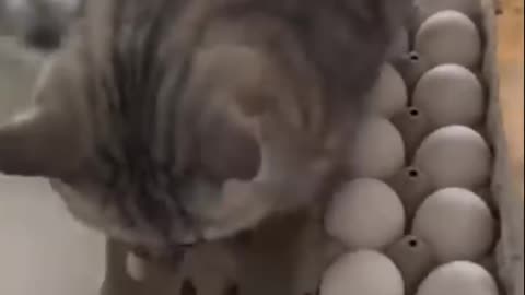 Funny animal video