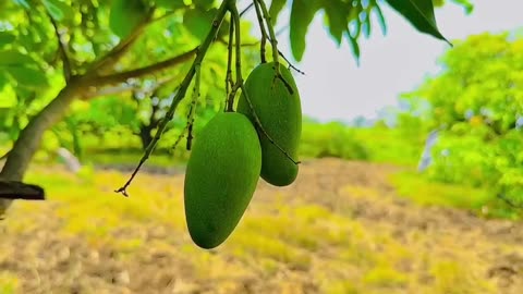 Mango of our village