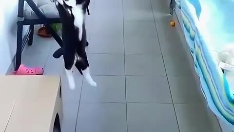 Funny Cat 🐈😺 videos